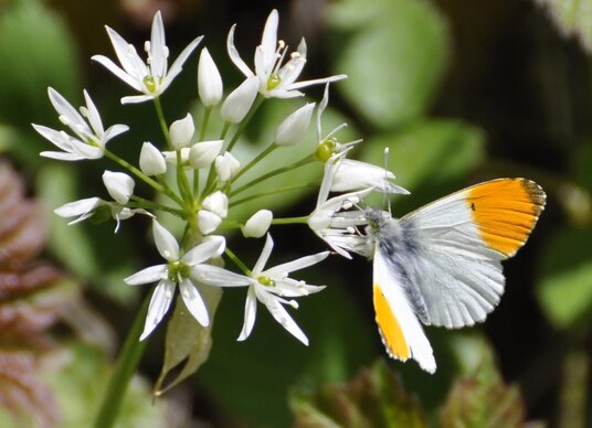 Orange tip butterfly on the Camel Trail