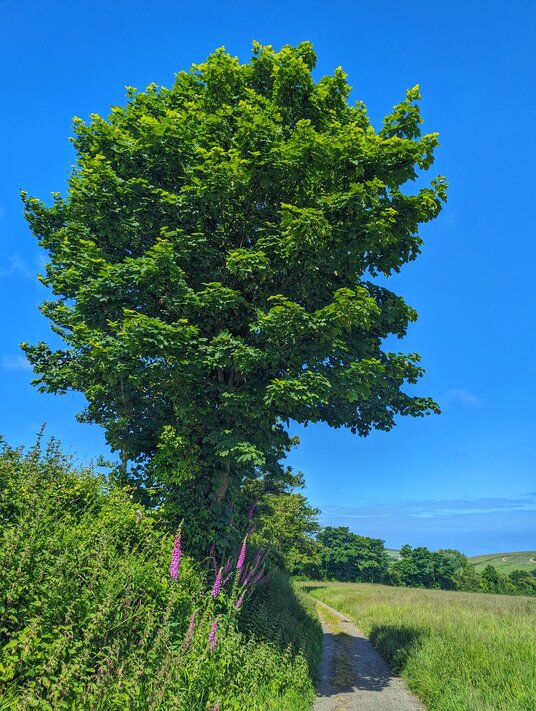 Footpath to Polgreen