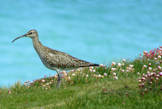 Curlew