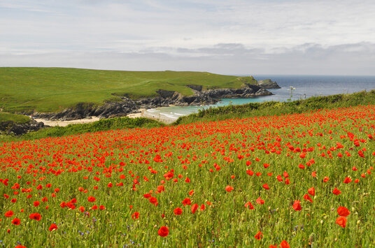 Poppies at West Pentire