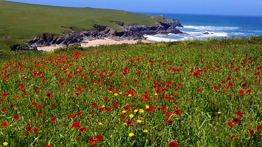 Poppies at West Pentire