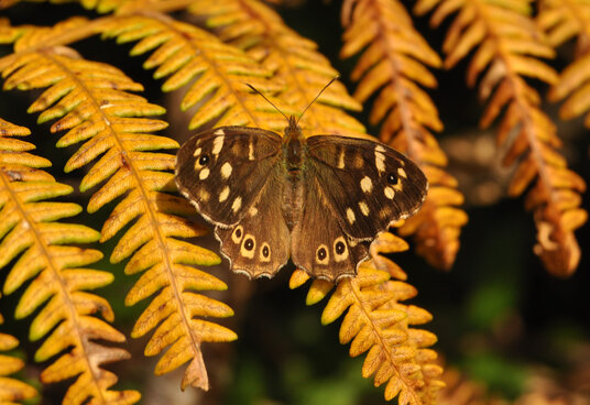Speckled Wood butterfly