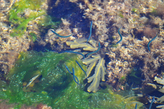 Sandeels at Polridmouth