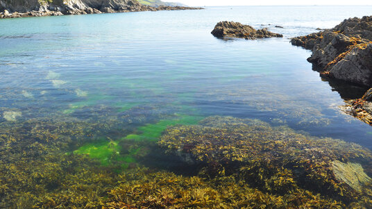 Weeds at Polridmouth