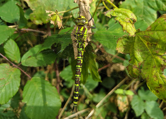 Dragonfly at Polyphant