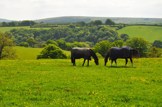 Fields near Polyphant