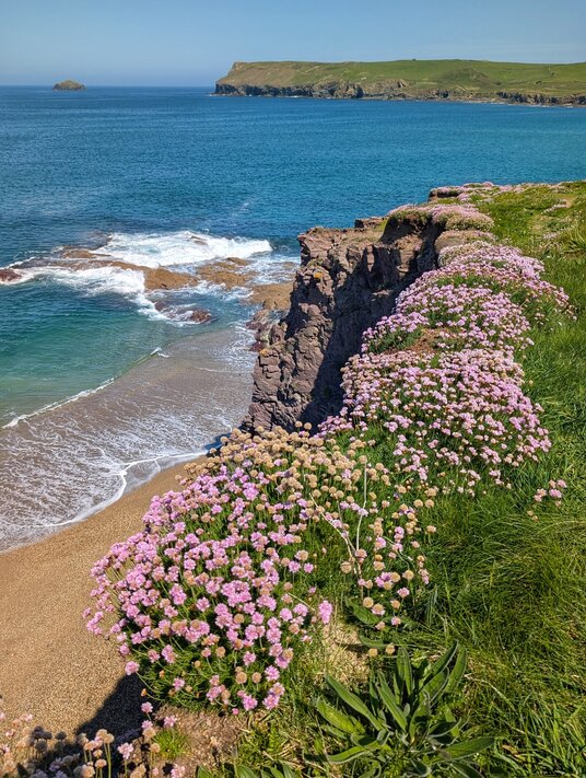Thrift at Polzeath