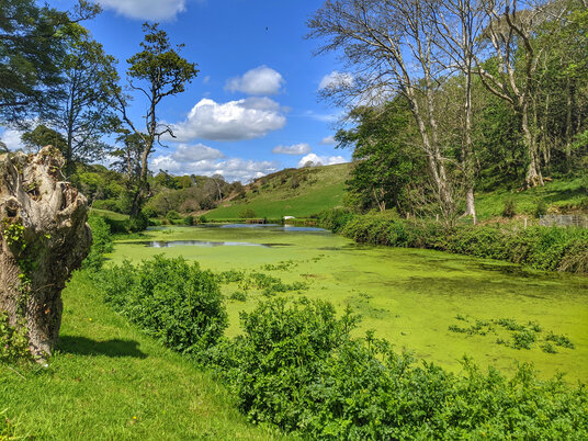 Pond at Kerslake Mill
