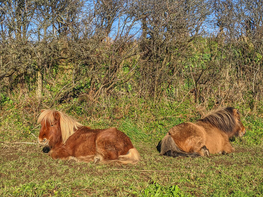 Ponies resting on the coast path at Pendower