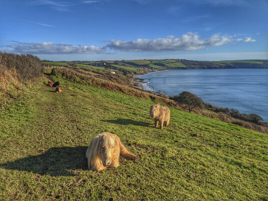 Ponies grazing near Pendower Beach