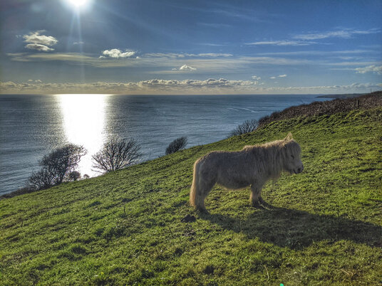 Pony near Pendower Beach