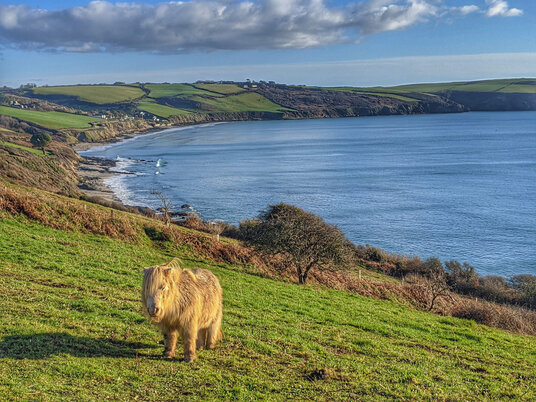 Pony on the coast path at Pendower