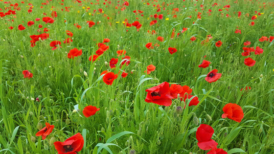 Poppies at West Pentire