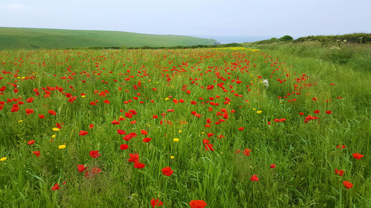 Poppies at West Pentire
