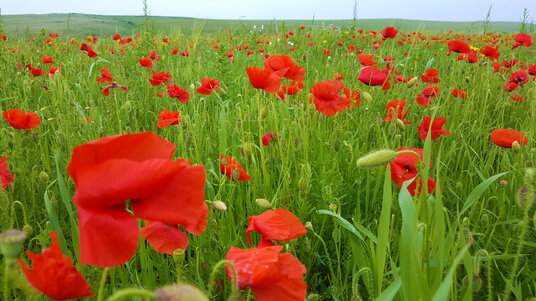Poppies at West Pentire