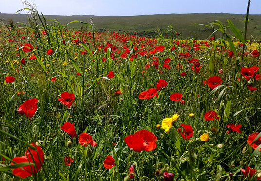 Poppies at West Pentire