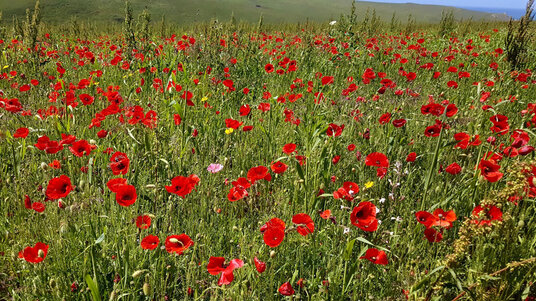 Poppies at West Pentire