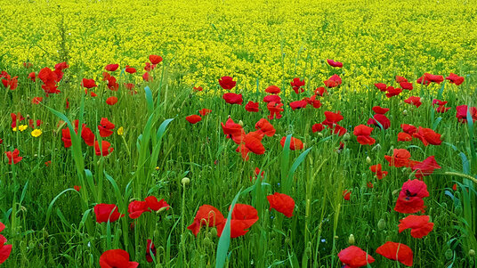 Flowers at West Pentire