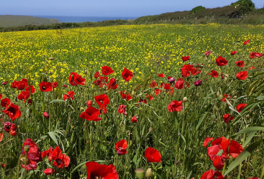 Flowers at West Pentire
