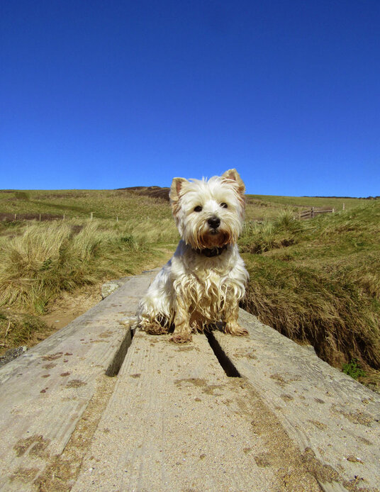 Footbridge at Porth Joke