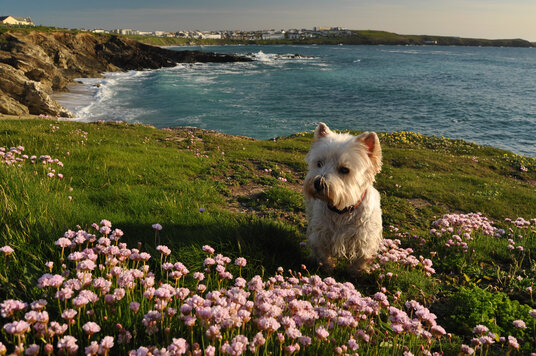 View from The Gazzle