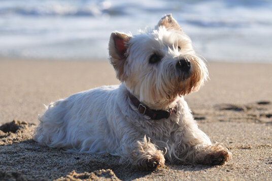 Little Fistral is Dog-Friendly