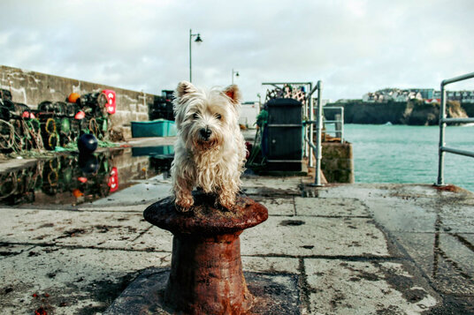 On the quay at Newquay
