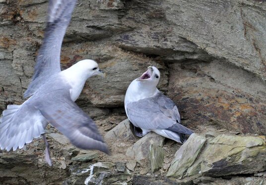 Fulmars at Port Gaverne