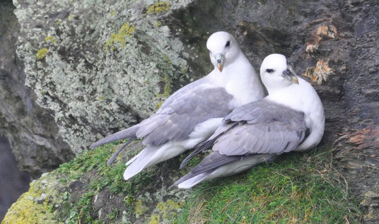 Fulmars at Port Gaverne