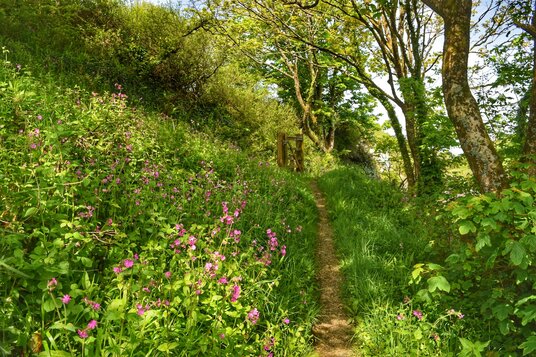 Footpath to Port Isaac