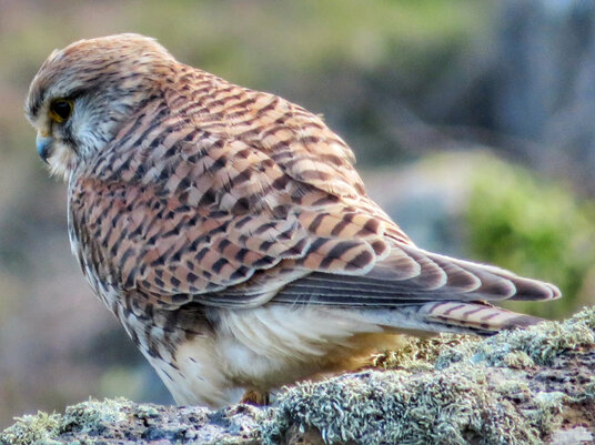 Kestrel at Port Isaac