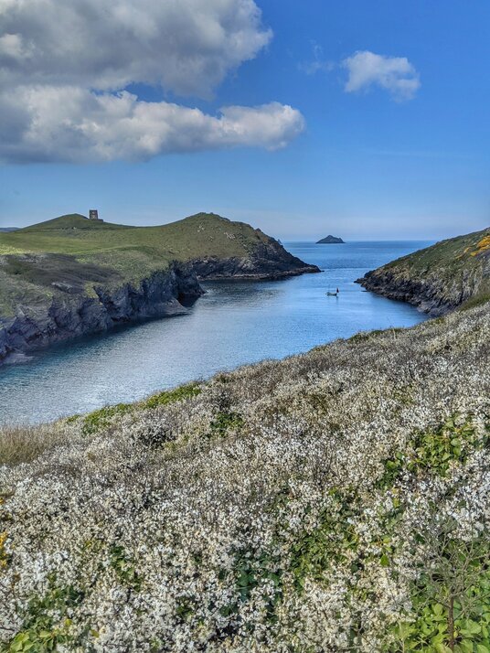 Blackthorn blossom at Port Quin