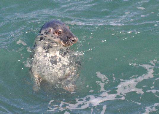Seal near Newquay