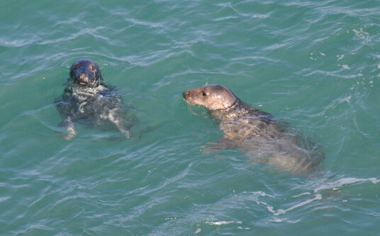 Seals near Newquay