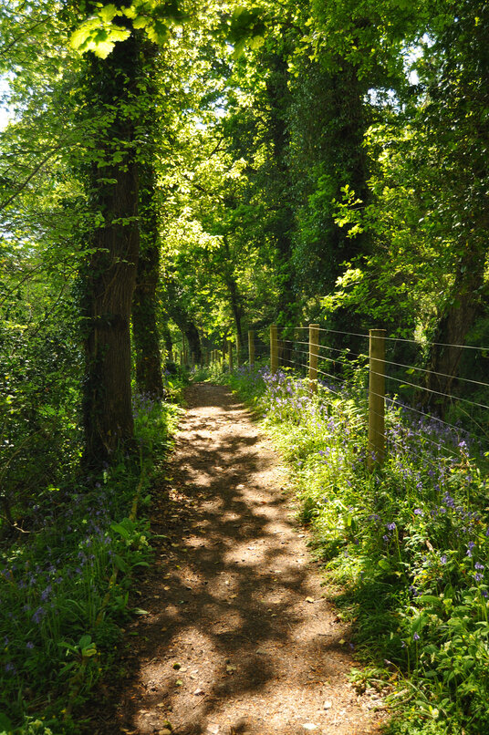 Bluebells near Porth Reservoir
