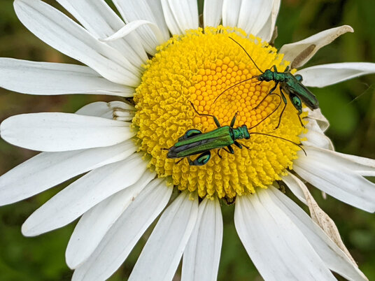 Beetles on the coast path