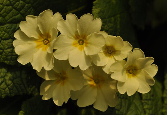 Primroses beside the coast path