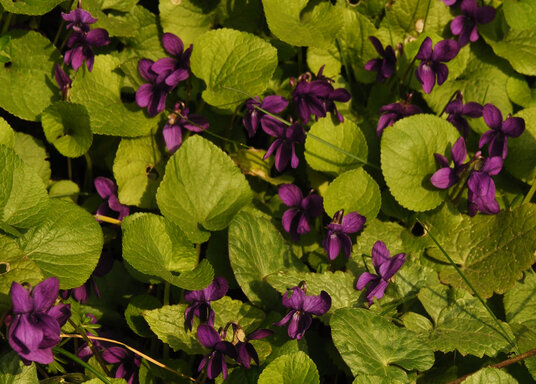 Violets near Porthallow