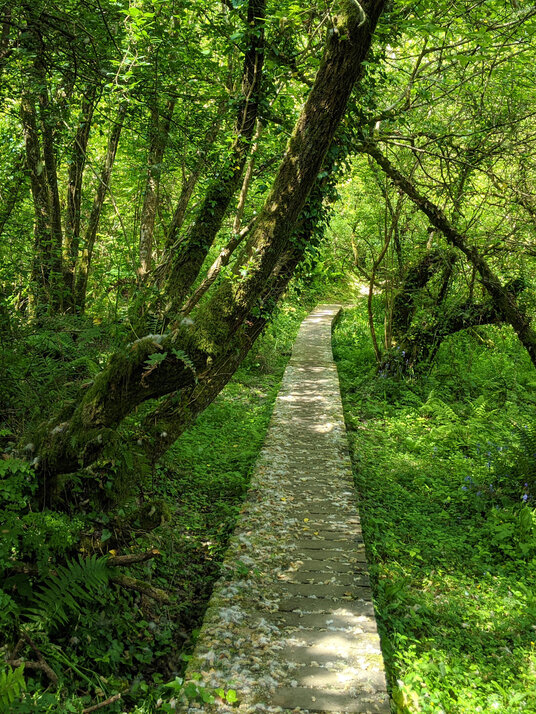 Woods near Porthallow