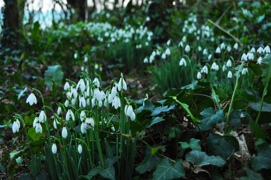 Snowdrops at Porthbean