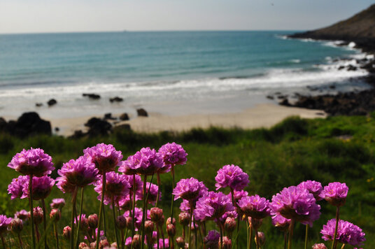Thrift at Porthbeer Cove