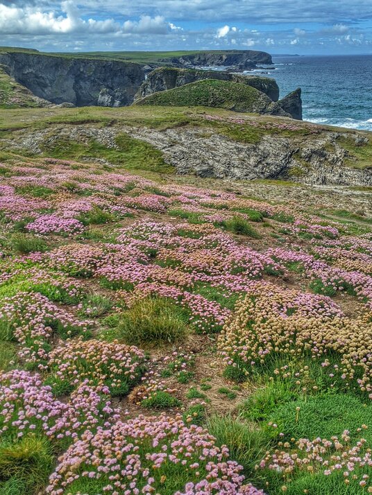 Thrift near Porthcothan