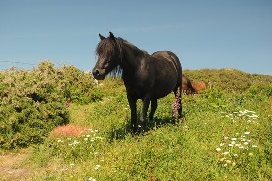 Coastal grazing at Treryn Dinas