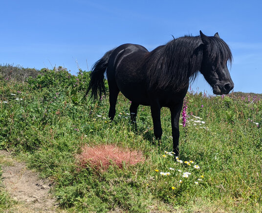 Coastal grazing near Pedn Vounder