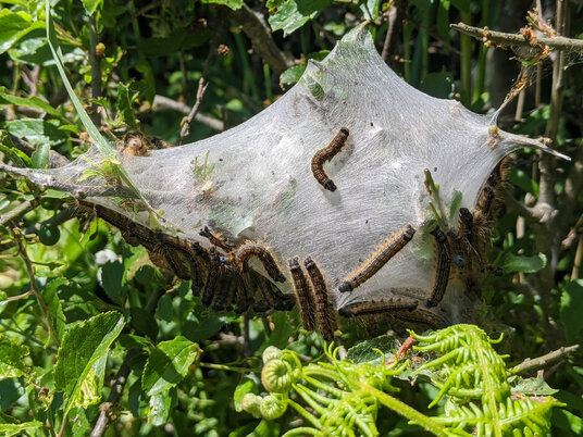 Lackey moth caterpillars