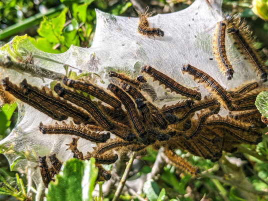 Lackey moth caterpillars