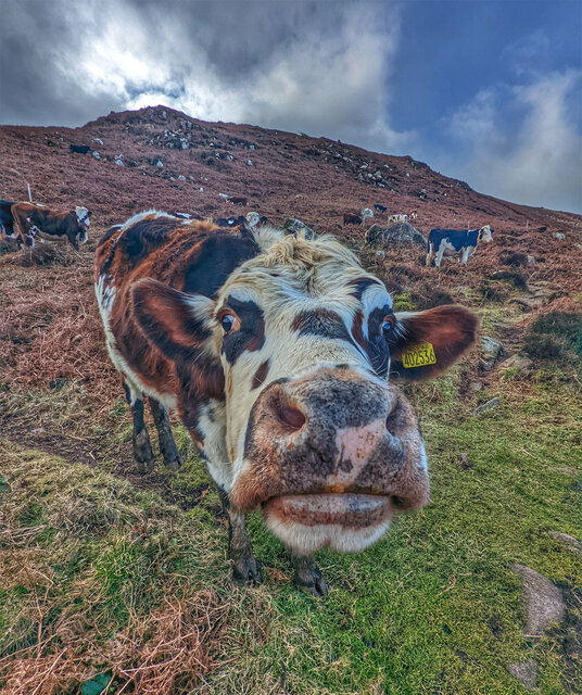 Cow at Portheras Cove