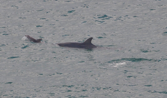 Dolphins at Portheras Cove