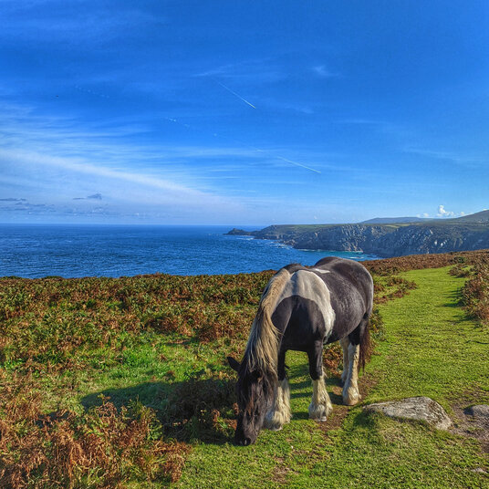 Coastal grazing