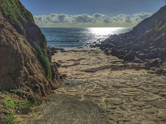 Seal pup at Porthgwarra